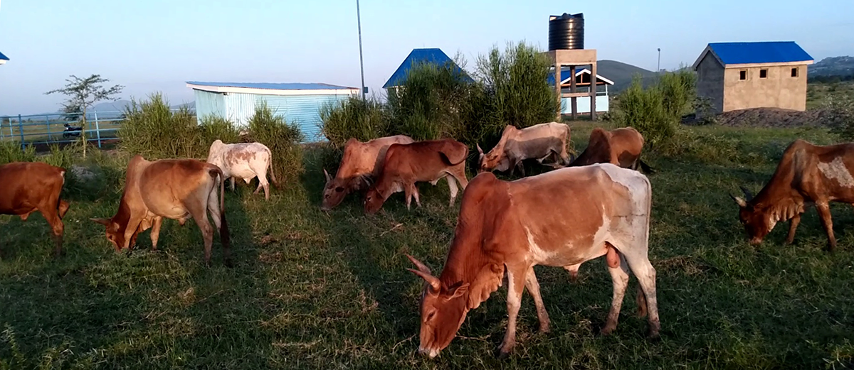 collins cattle